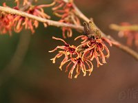 Kalm201401 Hamamelis x intermedia 4868